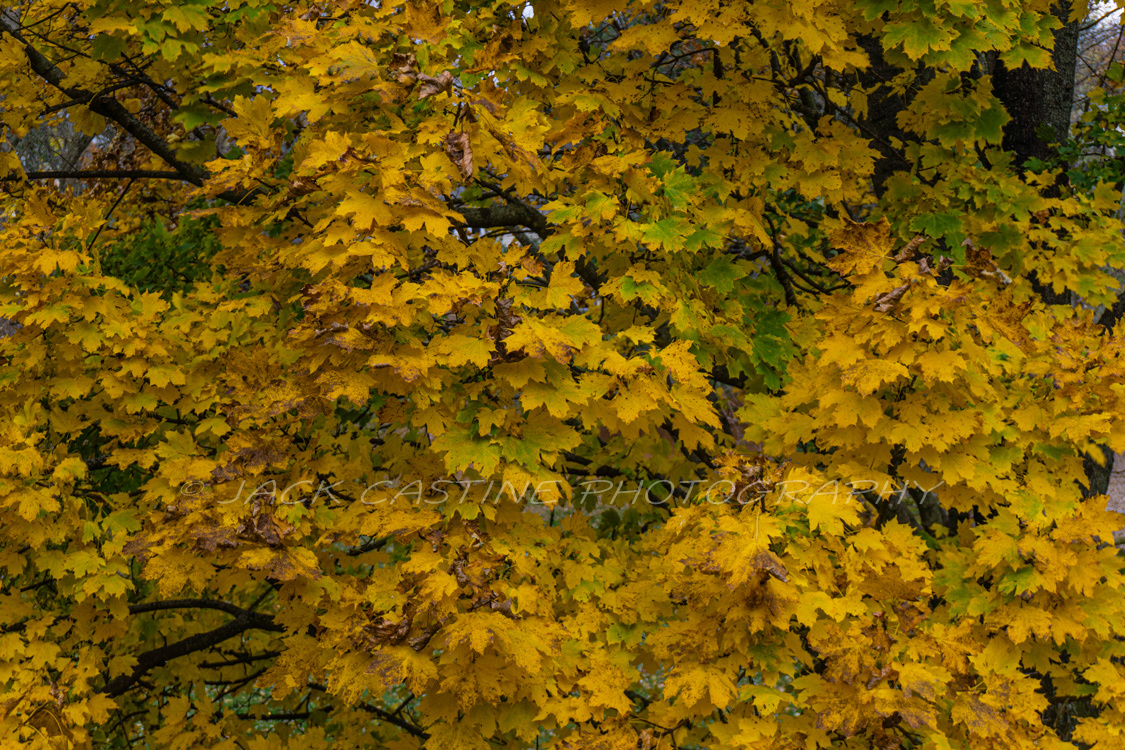  2016 11 20 - Abstrast Fall Colors - Mt. Airy, MD 