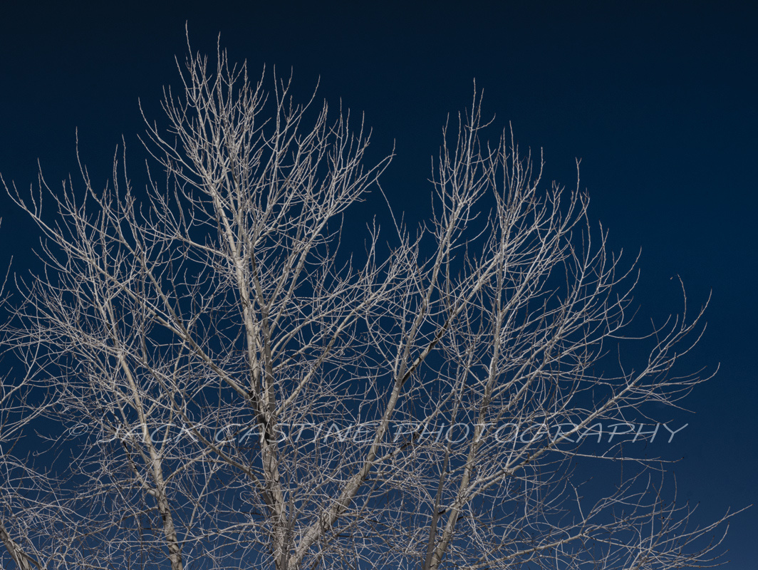  2019 02 23 - Ghost Tree - Moab, UT 