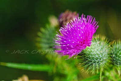  2004 08 30 - Oregon Coast Thistle - Ecola State Park - Seaside, OR 