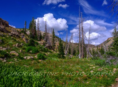  2023 08 08 - Clyde Lake Loop Trail Wildflowers - Uinta-Wasatch-Cache National Forest, Utah 