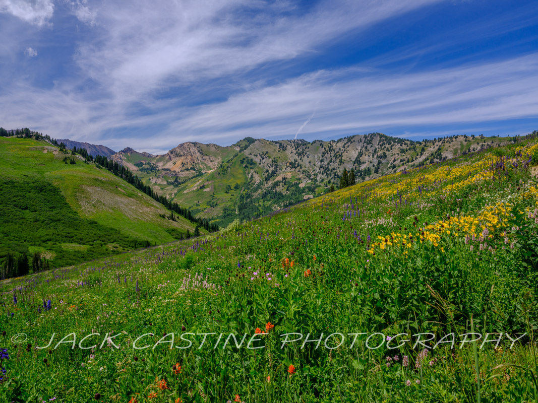 2023 08 10 - Albion Basin Wildflowers - Alta, Utah 