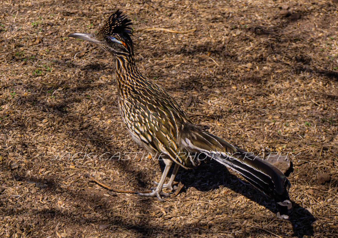  2018 03 05 - Meep Meep - La Misión San José de Tumacácori - Tumacacori, AZ  