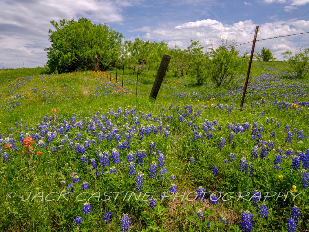  2023 04 22 - Bluebonnets on Ranch - Ellis County, Texas 