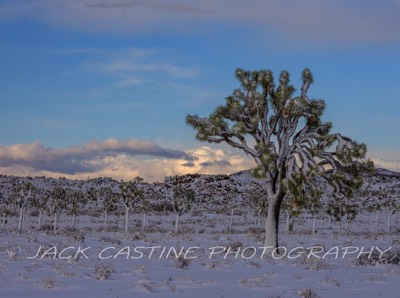  2023 03 01 - Blizzard Aftermath - Queen Valley - Joshua Tree NP, California 