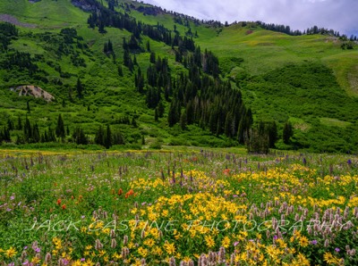  2023 08 10 - Albion Basin Wildflowers - Alta, Utah 