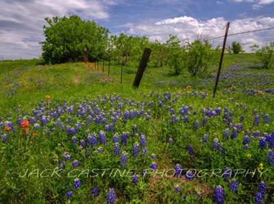  2023 04 22 - Bluebonnets on Ranch - Ellis County, Texas 