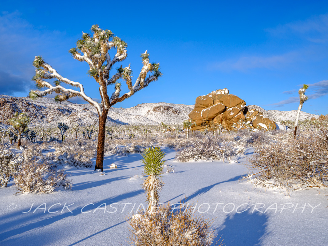  2023 03 01 - Blizzard Aftermath - Queen Valley - Joshua Tree NP, California 