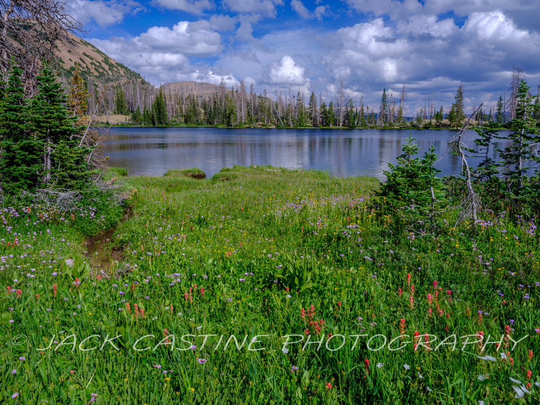  2023 08 08 - Hope Lake Wildflowers - Uinta-Wasatch-Cache National Forest, Utah  