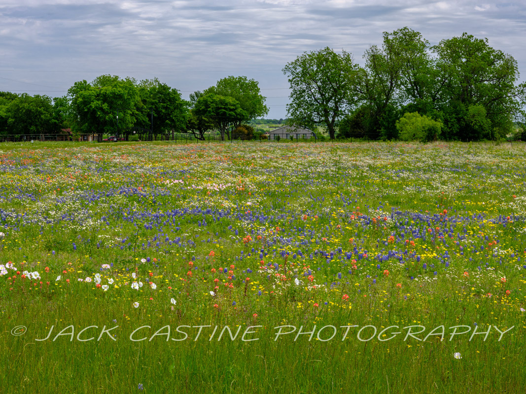  2023 04 22 - Wildflowers on Ranch - Ellis County, Texas 