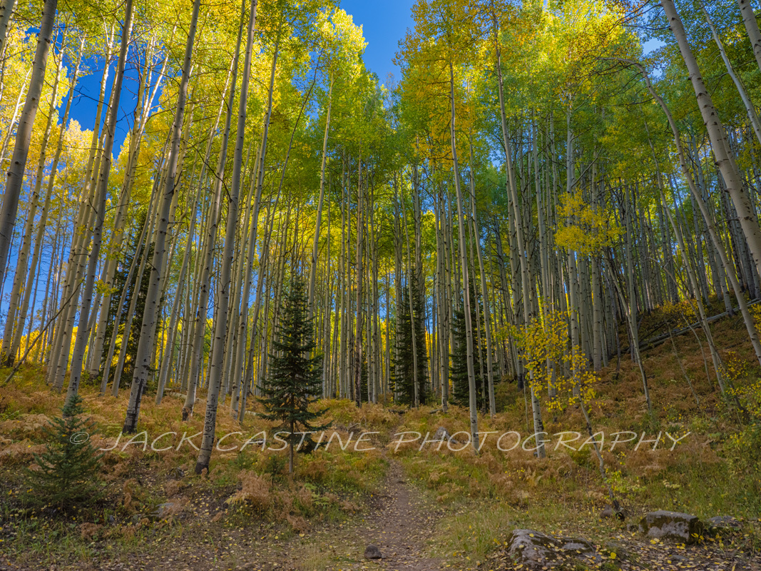  2018 09 22 - Backlit Aspen Grove - Kebler Pass, Colorado 